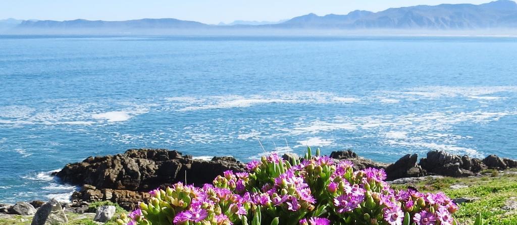 Kleinzee Oceanfront Guesthouse Gansbaai Eksteriør billede