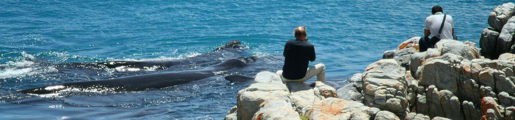 Kleinzee Oceanfront Guesthouse Gansbaai Eksteriør billede